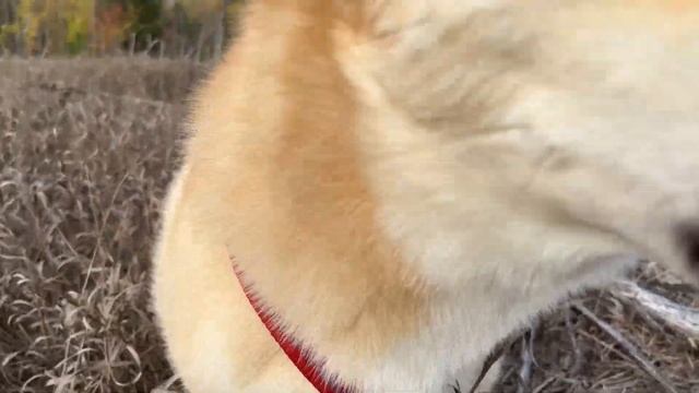 Изя смотреть онлайн