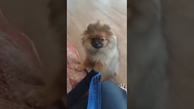 Гайде Шарм,п-к Пушистый Хвостик смотреть онлайн