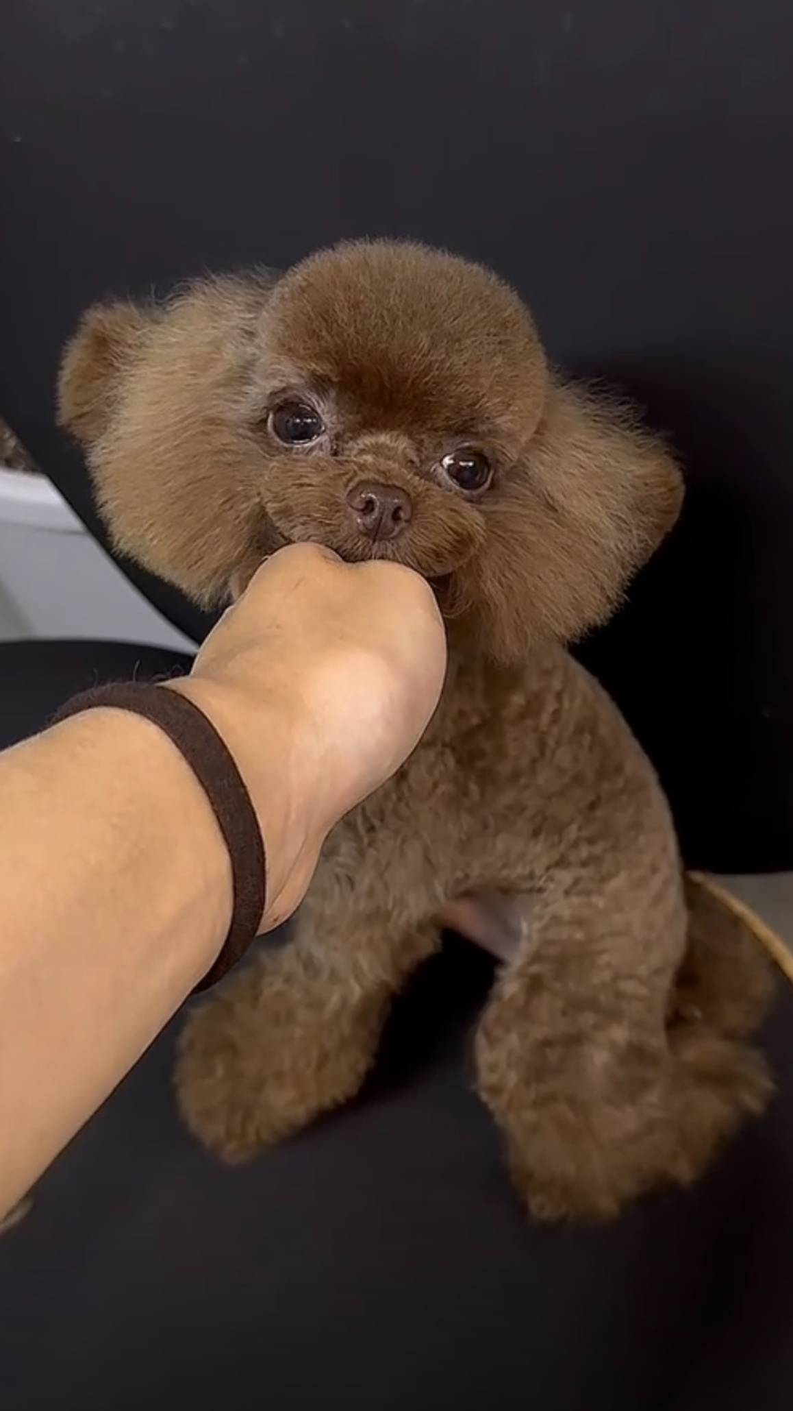 TEACUP TEDDY POODLE MACHO / ТЭДДИ ТИКАП ПУДЕЛЬ МАЧО