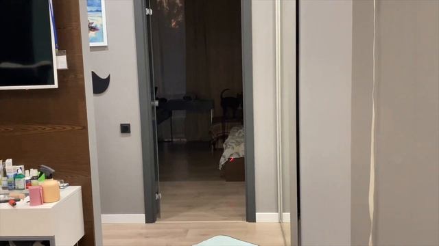 American Bully puppy VIPER is also interested in the laser red dot || ^_^ смотреть онлайн