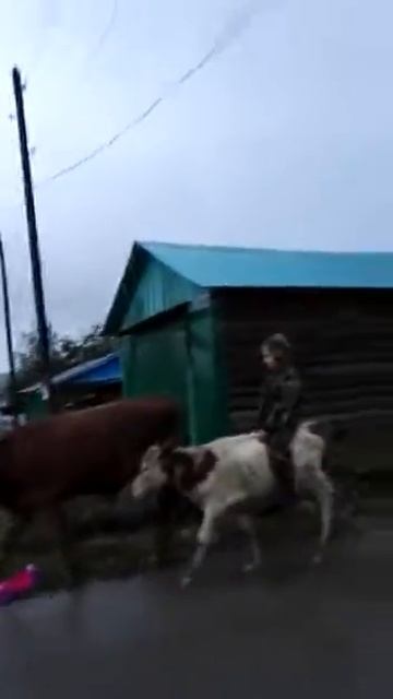 Пастушок на быке смотреть онлайн