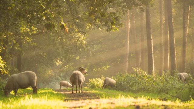 Feed your soul with Russian Poetry - Ivan Bunin , Evening смотреть онлайн