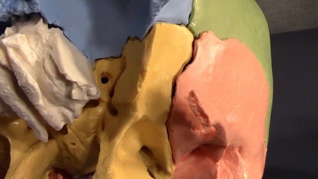 Human Cranial Osteology: Part VII, The Sphenoid смотреть онлайн