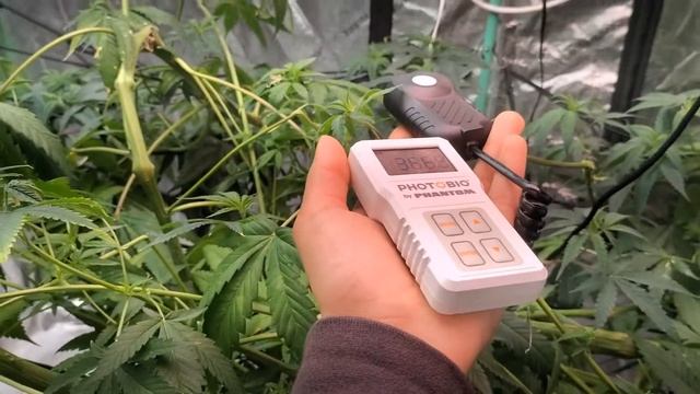 @MarsHydro_official Photobio by Phantom Quantum Par Meter for LED Lights Quick Review смотреть онлайн