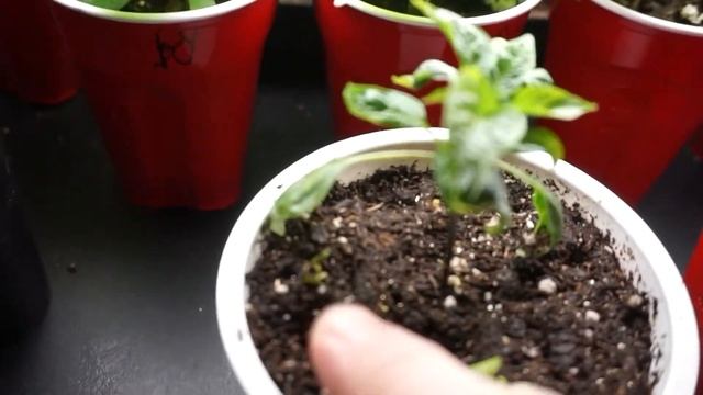 Are LED lights better than T5 ? my comparison, and the Darwin effect on my pepper plants смотреть онлайн