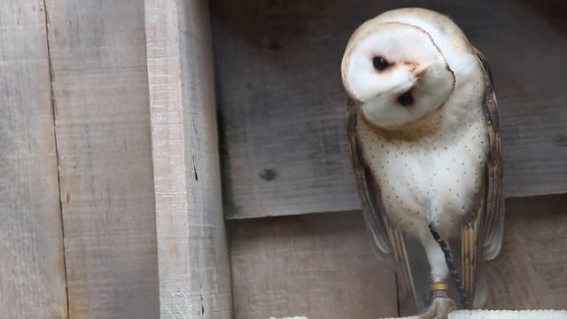 Barn Owl in Mountsberg Conservation Area, Ontario смотреть онлайн