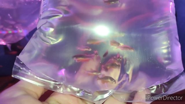 Распаковка аквариумных рыбок. Приехали новые виды. смотреть онлайн