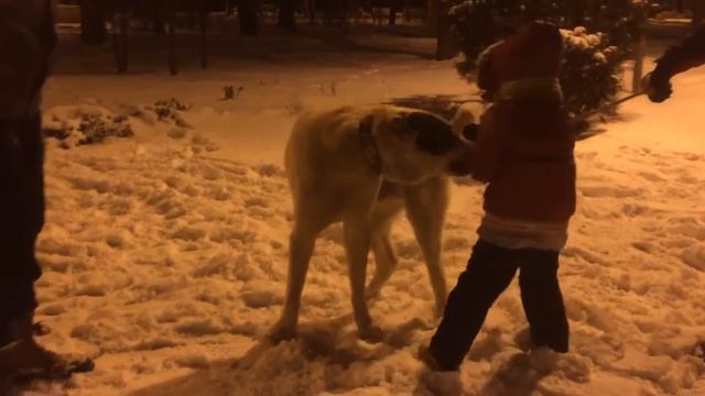 Я и собака лая смотреть онлайн