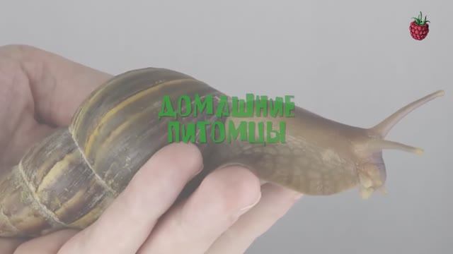 ДОМАШНИЕ ПИТОМЦЫ для детей Как выбрать питомца смотреть онлайн