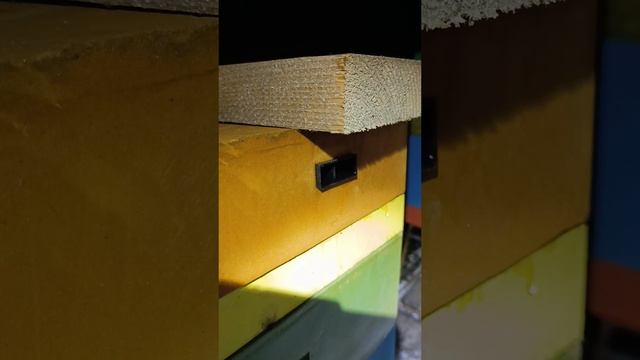 Пчелы массово погнали расплод 25 января 2025