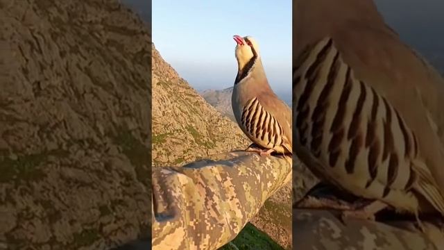 Kaklik Sayrashi