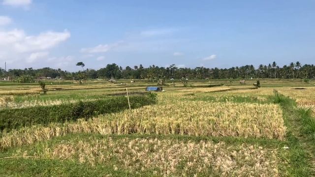 Day 4: Korean Vegan in Bali 🌱 Yoga Barn, Ubud Cooking Class w/ vegan option (EN/KR) смотреть онлайн