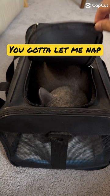You gotta let me nap #cats #cat #bluecat #funny #cutepets #kitten #catpurr #catcat #cute #purr смотреть онлайн
