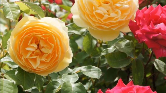 Ｂｅｌｌｅｓ Ｒｏｓｅ　　sade- By Your Side смотреть онлайн