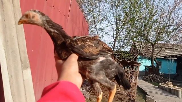 ВЗВЕШИВАНИЕ ПЕТУШКОВ смотреть онлайн