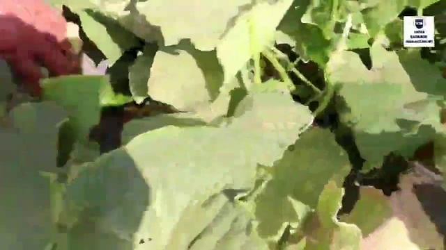 3 महीने में कमाये 1 लाख | खीरे की खेती | Kheera ki kheti | Cucumber farming | Vegetable farming | смотреть онлайн