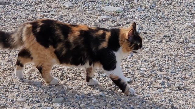 This Orange Genger Cat Welcome Me With His Loud Meow смотреть онлайн