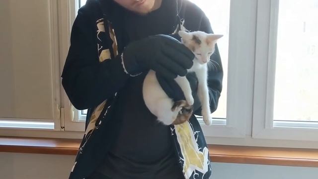 История одной кошки, которая ищет дом смотреть онлайн
