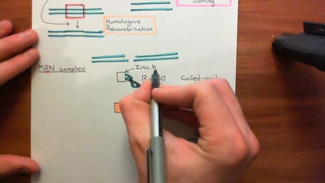 Homologous Recombination for Double Strand Breaks Part 1 смотреть онлайн