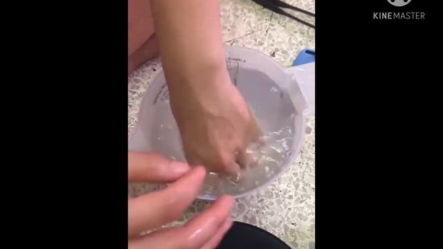 BUCEPHALANDRA KEDAGANG MINI ROUND TISSUE CULTURE