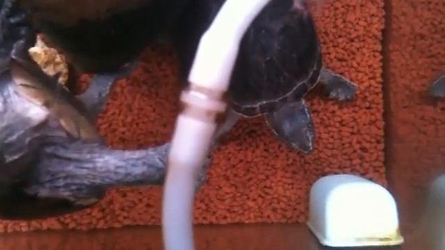 【閲覧注意】ミシニ、デュビアを食す смотреть онлайн