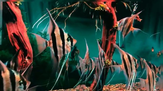 Коллекция Альтумов от Tín Altum смотреть онлайн