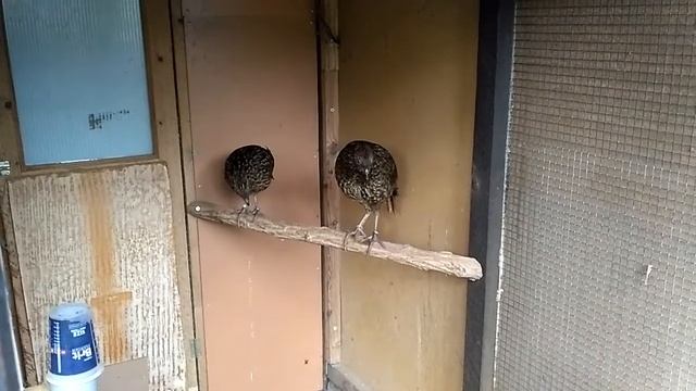 YOUNG PAIR TRAGOPAN CABOTI TRC смотреть онлайн