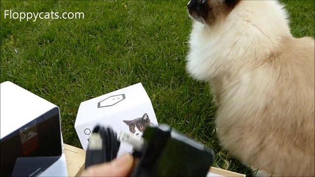 Ellen's 12 Days of Giveaways Petcube Pet Camera Unboxing Video - Pet Monitor System - Floppycats смотреть онлайн
