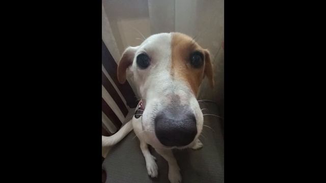 "1" МОЙ ПЕРВЫЙ САМЫЙ КРУТОЙ ВЛОГ НА СВЕТЕ! смотреть онлайн