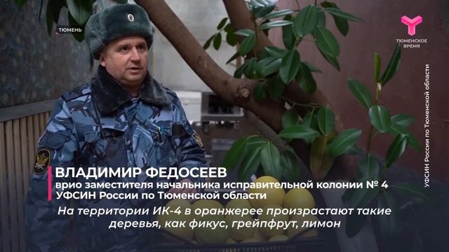 Урожай грейпфрутов 23.01.2025 смотреть онлайн