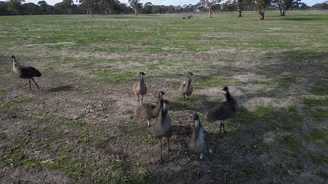 I droned some Emus in Victoria Australia смотреть онлайн