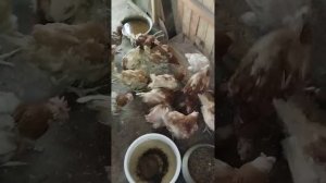 Деревенские заботы.Новые куры в птичнике.03.05.24 г.