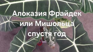 Алоказия Мишольца Фрайдек (Alocasia Frydek)