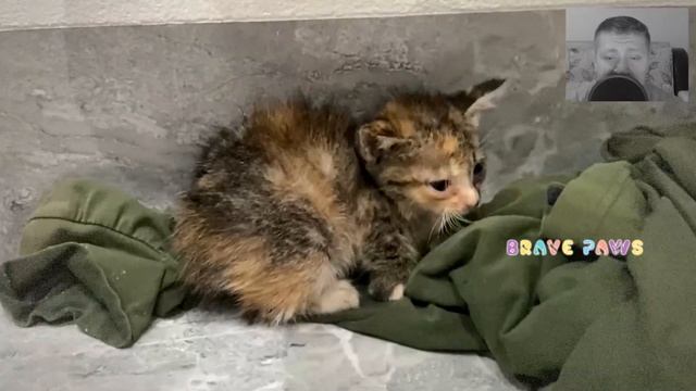 Сидя под дождем сидел замерзающий котенок! Он жалобно мяукал, и плакал от страха! смотреть онлайн