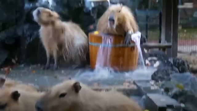Capybara Song [ 1 Hour ] смотреть онлайн