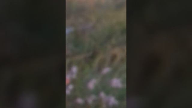 Манок на лося на банку из под краски: смотреть онлайн