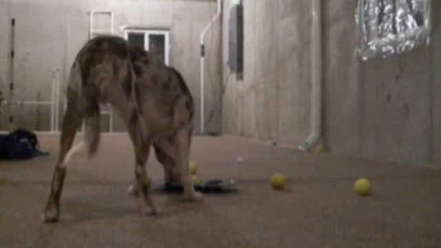 Mental exercise- Muffin tin game смотреть онлайн