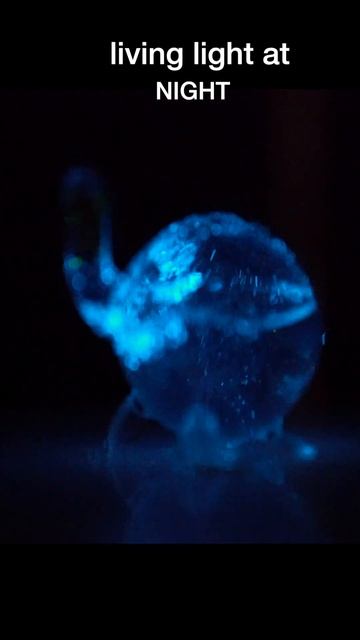 Grow the Living Glow with bioluminescent algae from PyroFarms смотреть онлайн