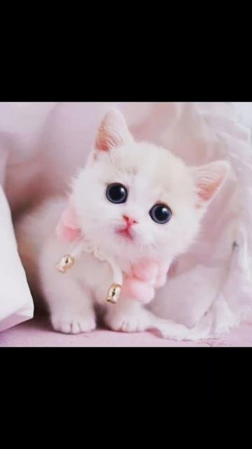 Very Beautiful Cute Cats # White Cute Cats Images❤ Wallpapers Images😍 # Let's Win The World 🌎 смотреть онлайн