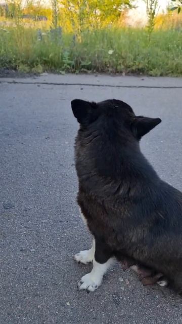 Собачки в Богучаре смотреть онлайн