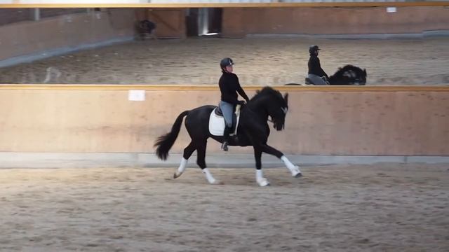 Goldwyn (Goldberg x Royal Classic X De Niro) смотреть онлайн