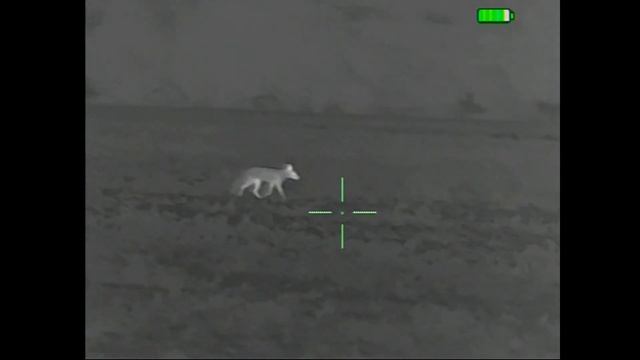 Thermal Foxing: 3 more foxes fall to the .223 and WT1 75-3 V2 смотреть онлайн