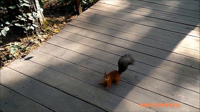 🌳🦨 Белки в парке смотреть онлайн
