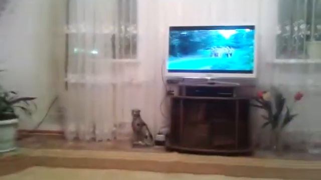 Кот смотрит кино. смотреть онлайн