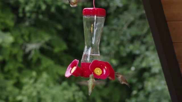 Hummingbattle смотреть онлайн