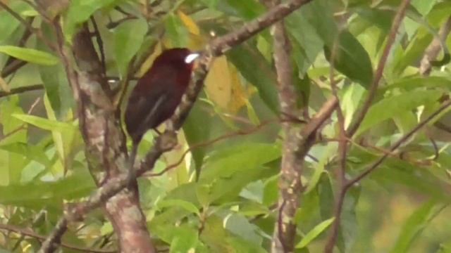 Global Big Day 2018, Ramphocelus dimidiatus, Toche pico de plata, Crimson backed Tanager смотреть онлайн