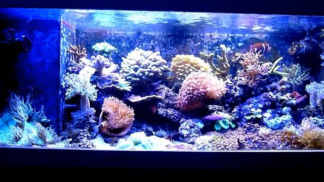 Mein 160 Liter Miniriff Saltwater Reef LED Meerwasser смотреть онлайн