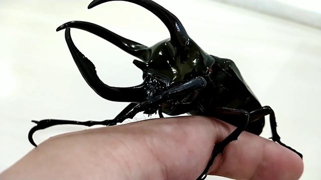 Insects On My Hand: Chalcosoma Atlas Keyboh смотреть онлайн