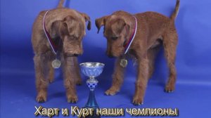 О ирландский терьер : Наш Курти чемпион и хороший мальчик