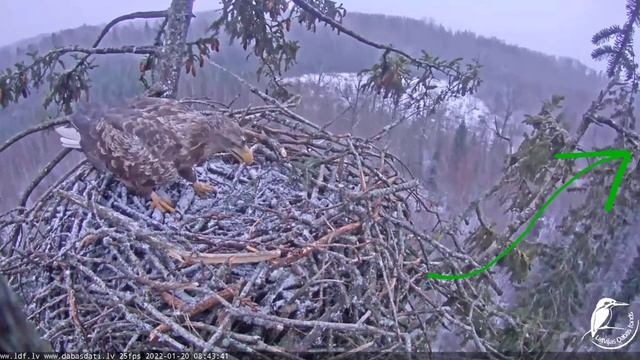 Jūras ērgļi Durbē_WT eagle can't land on the nest💨🦅/Орлан-белохвост не может приземлиться в гнездо💨 смотреть онлайн